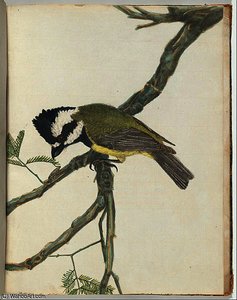 Crested Shrike — John William Lewin
