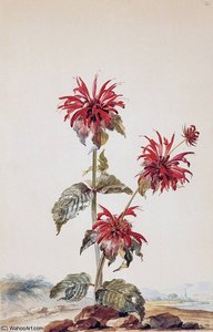 flowers sun