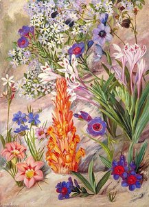 A Medley From Groot Post, South Africa — Marianne North