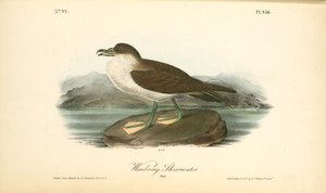 Wandering Shearwater. Male — John James Audubon