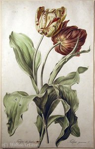 Tulip gardens