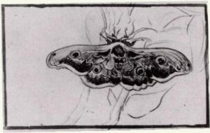 Death's Head Moth — Vincent Willem Van Gogh
