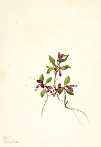 Fringed Polygala (polygala Paucifolia) — Mary Morris Vaux Walcott