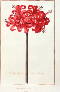 Narcissus — Nicolas Robert