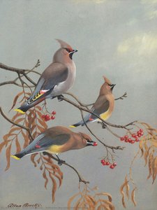 Bohemian Waxwing/cedar Waxwing — Allan Cyril Brooks