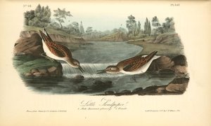 Little Sandpiper. 1. Male. Summer Plumage. 2. Female — John James Audubon