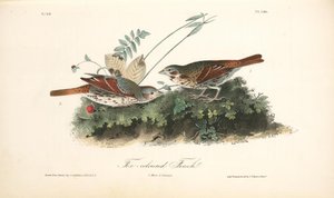 Fox-coloured Finch. 1. Male. 2. Female — John James Audubon