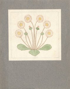 Daisy Embroidery Design — Veronica Mary Whall