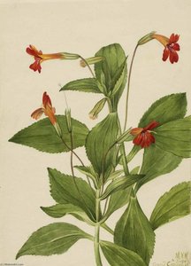 Cardinal Monkey Flower (mimulus Cardinalis) — Mary Morris Vaux Walcott