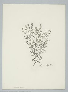 Boronia Parviflora Smith — Sydney Parkinson