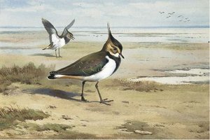 Lapwing Or Peewit — Archibald Thorburn