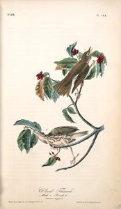 Wood Thrush . 1. Male. 2. Female. — John James Audubon