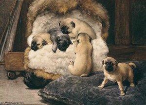 Nest Met Jonge Mastiffs