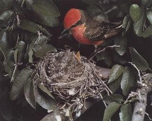Vermilion Flycatcher, Male — Eliot Porter