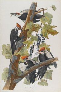 Pileated Woodpecker 1 — John James Audubon