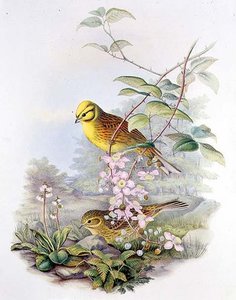 Yellowhammer — John Gould