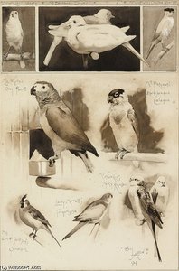 Studies Of Pet Birds — Beatrice Parsons