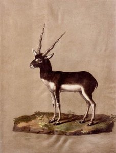 Mammals — Giuseppe Arcimboldo