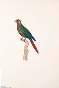Pyrrhura Picta