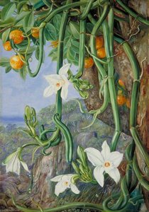 Native Vanilla Hanging From The Wild Orange, Praslin, Seychelles — Marianne North
