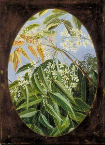 The Neem — Marianne North
