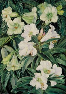 Rhododendrons Of North India — Marianne North, Naturalism