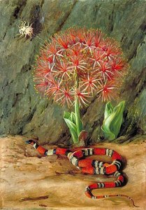 Flor Imperiale, Coral Snake And Spider, Brazil — Marianne North