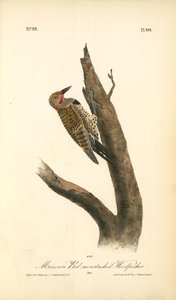 Missouri Red-moustached Woodpecker. Male — John James Audubon