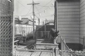 Yoko, Gerrittsen Beach, Brooklyn