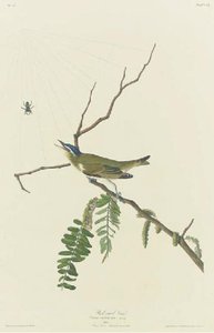 Red-eyed Vireo — Robert Havell