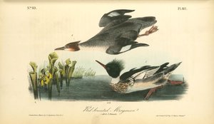 Red-breasted Merganser. 1. Male. 2. Female — John James Audubon