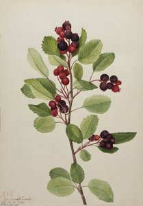 Saskatoon (amelanchier Alnifolia) — Mary Morris Vaux Walcott