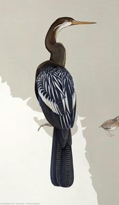Oriental Darter — Jane Kim