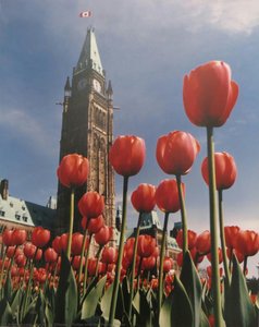Tulips And The Peace Tower — Karsh Of Ottawa