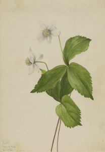 Forest Anemone (anemone Deltoidea) — Mary Vaux Walcott