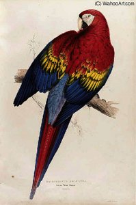 Family Of Psittacidae — Edward Lear