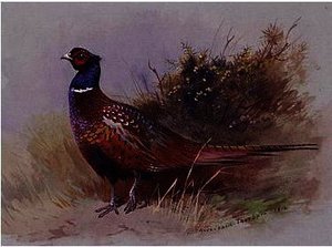 The Pheasant — Archibald Thorburn