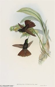 Metallura Cupreicauda; Coeligena Typica; And Aglaeactis Castelneaui — John Gould, Scientific Illustration