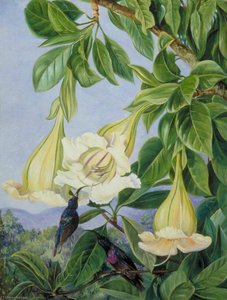 Foliage And Flowers Of A Tropical American Shrub And Honeysuckers — Marianne North
