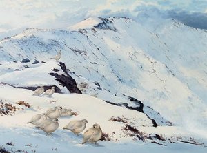 Ptarmigan On The High Tops — Archibald Thorburn