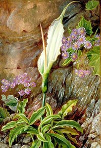 Dracunculus Canariensis And Cineraria In Flower, Teneriffe — Marianne North