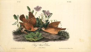 Key-west Dove. 1. Male. 2. Female — John James Audubon