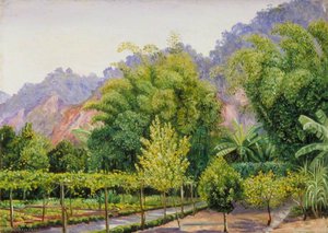 View In Mr Morit's Garden At Petropolis, Brazil — Marianne North