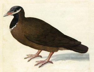 Blue-headed Quail-dove — Giuseppe Arcimboldo