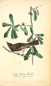 Rocky Mountain Flycatcher, Male. (swamp Oak. Quercus Aquatica.) — John James Audubon