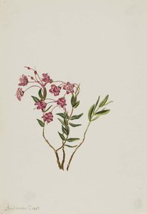 Rocky Mountain Kalmia (kalmia Microphylla) — Mary Morris Vaux Walcott