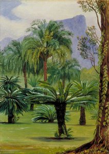 Group Of Sago Yielding Cycads In The Botanic Garden At Rio Janeiro — Marianne North, Victorian Adventurer In Bloom