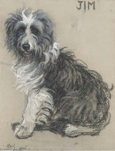 Jim, A Bearded Collie