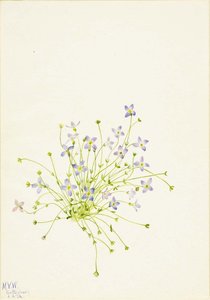 Bluets (houstonia Serpyllifolia) — Mary Morris Vaux Walcott