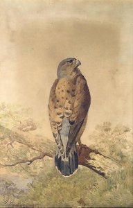 Kestrel — Archibald Thorburn